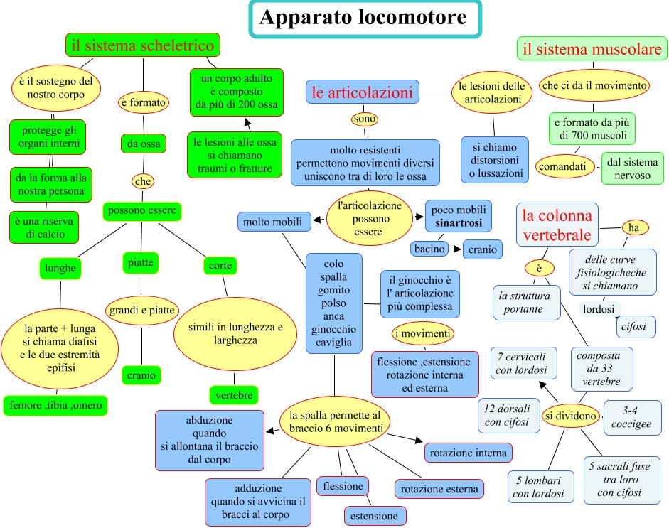 Da Cosa è Formato L Apparato Locomotore